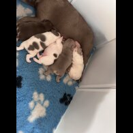 French Bulldog - Both