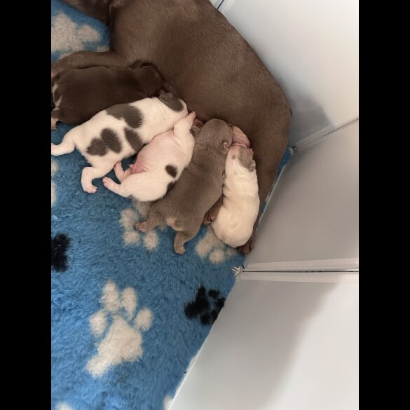 French Bulldog - Both