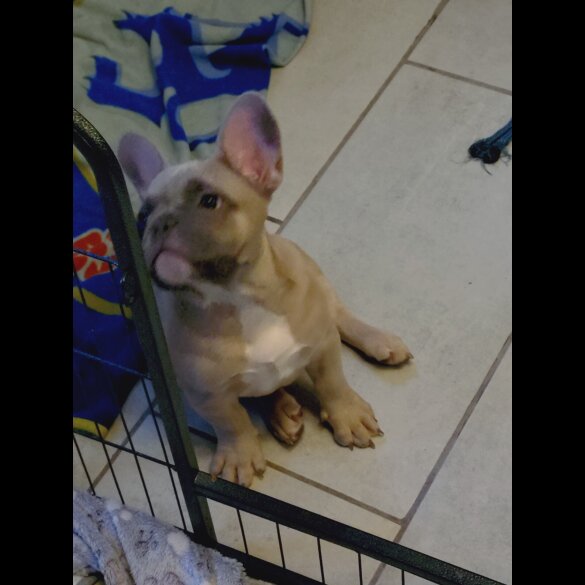 French Bulldog - Bitches