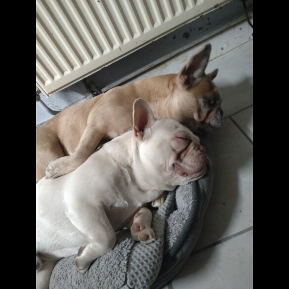 French Bulldog - Bitches