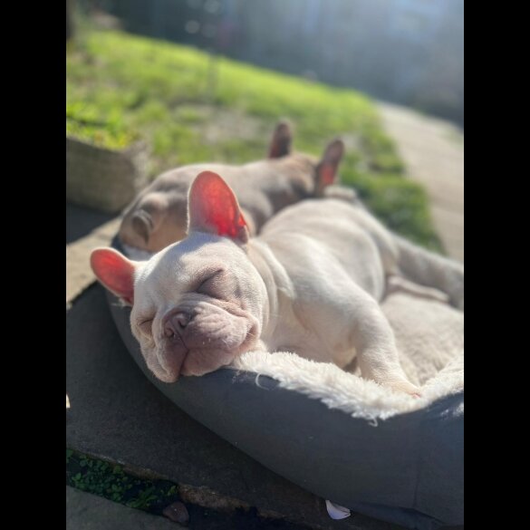 French Bulldog - Bitches