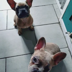 French Bulldog - Bitches