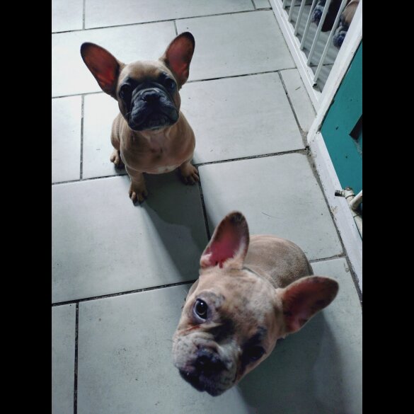 French Bulldog - Bitches