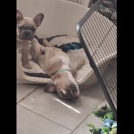 French Bulldog - Bitches