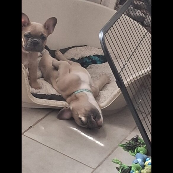 French Bulldog - Bitches