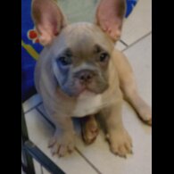 French Bulldog - Bitches