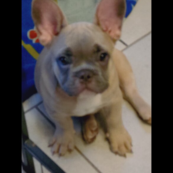French Bulldog - Bitches