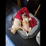 French Bulldog - Bitches