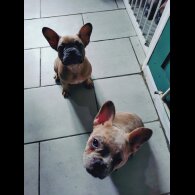 French Bulldog - Bitches
