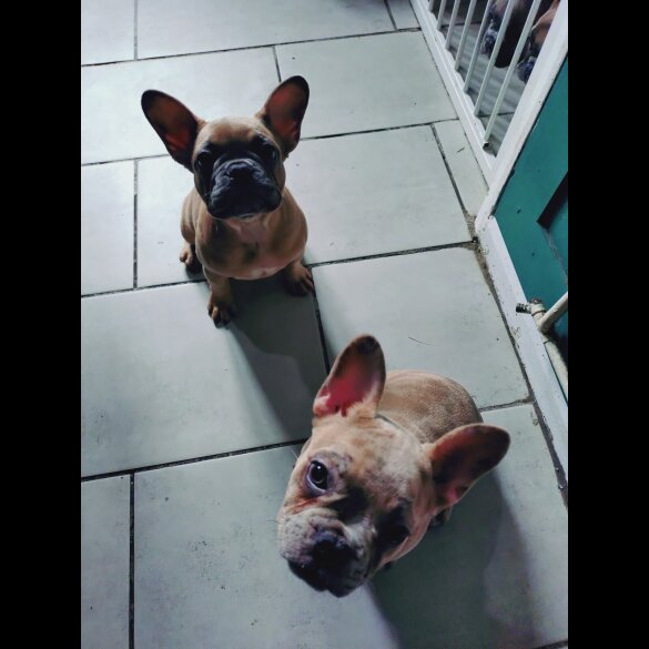 French Bulldog - Bitches