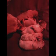 French Bulldog - Bitches