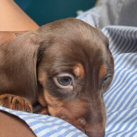Dachshund (Standard &amp; Miniature) - Both