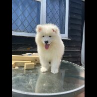 Samoyed - Both