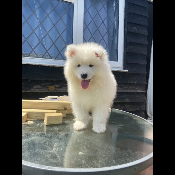 Samoyed - Both