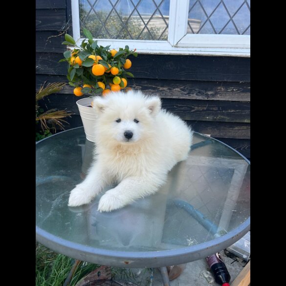 Samoyed - Both