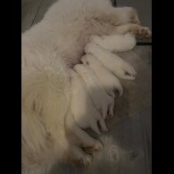 Samoyed - Both