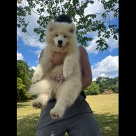 Samoyed - Both