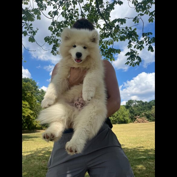 Samoyed - Both