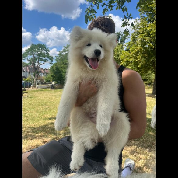 Samoyed - Both
