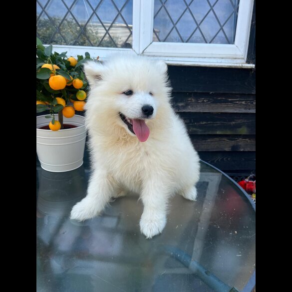 Samoyed - Both