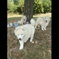 Samoyed - Both