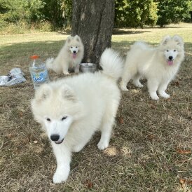 Samoyed - Both