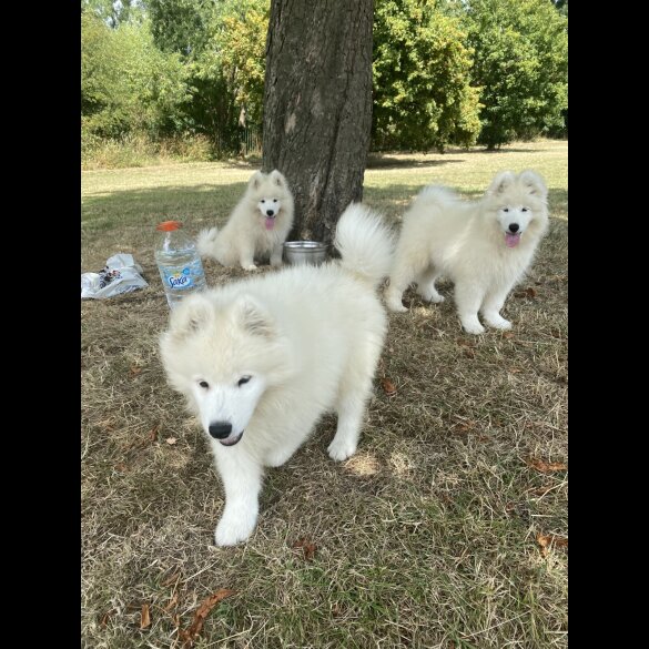 Samoyed - Both