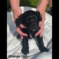 Cocker Spaniel (Working &amp; Show) - Both