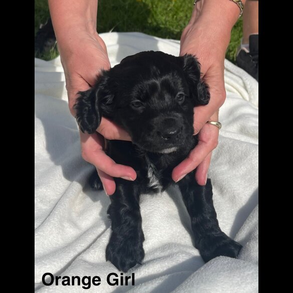 Cocker Spaniel (Working &amp; Show) - Both