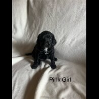Cocker Spaniel (Working &amp; Show) - Both
