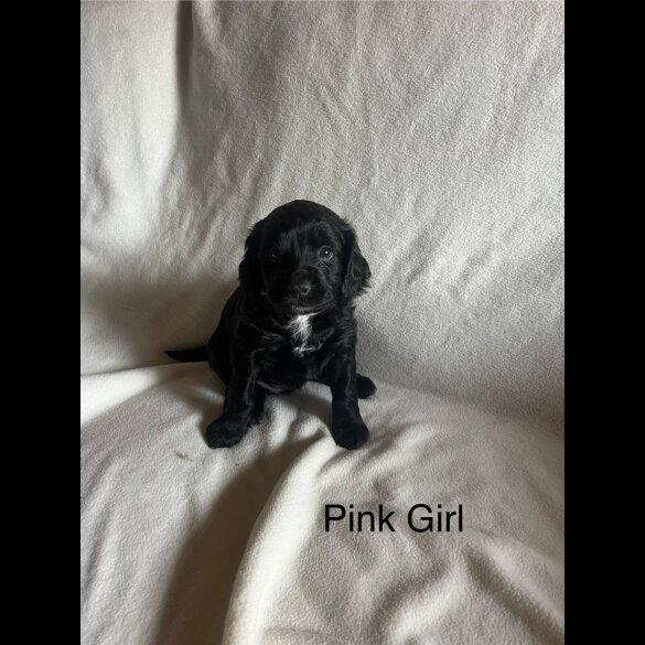 Cocker Spaniel (Working &amp; Show) - Both