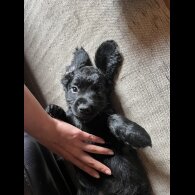 Cocker Spaniel (Working &amp; Show) - Both