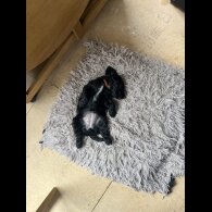Cocker Spaniel (Working &amp; Show) - Both