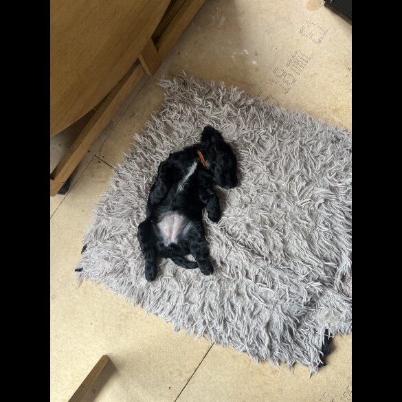 Cocker Spaniel (Working &amp; Show) - Both