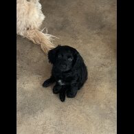 Cocker Spaniel (Working &amp; Show) - Both