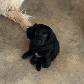 Cocker Spaniel (Working &amp; Show) - Both