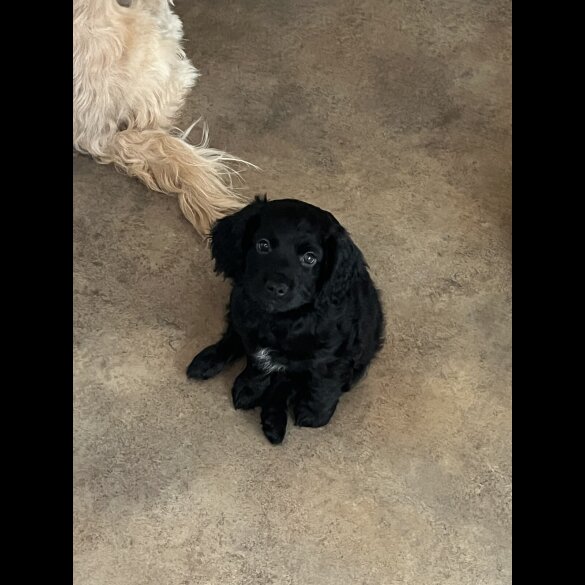 Cocker Spaniel (Working &amp; Show) - Both