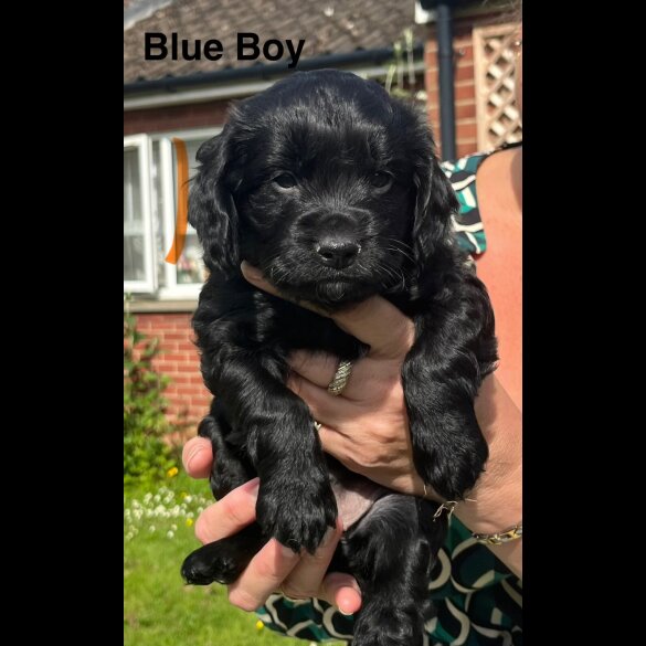 Cocker Spaniel (Working &amp; Show) - Both