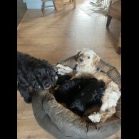 Cocker Spaniel (Working &amp; Show) - Both