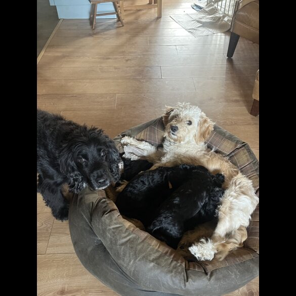 Cocker Spaniel (Working &amp; Show) - Both