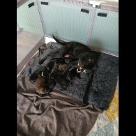 Mixed Breed - Both