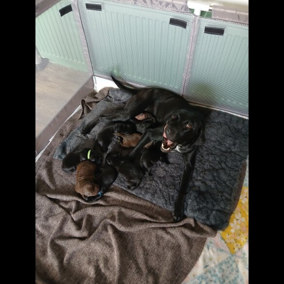 Mixed Breed - Both