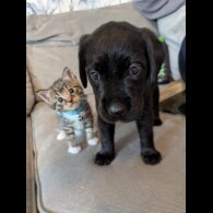 Mixed Breed - Both