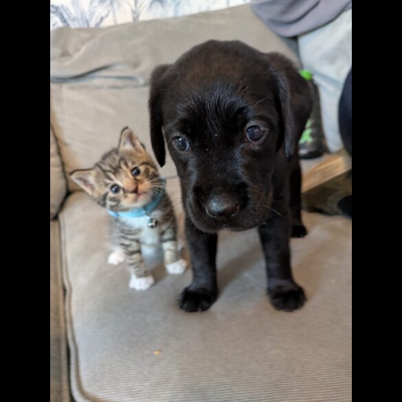 Mixed Breed - Both