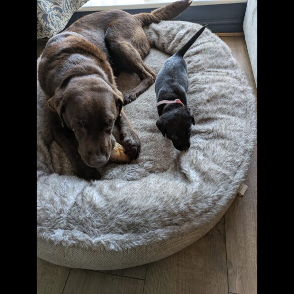 Mixed Breed - Both