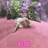 French Bulldog - Both
