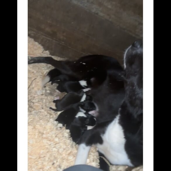 Border Collie - Both