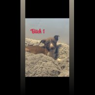 Border Collie - Both