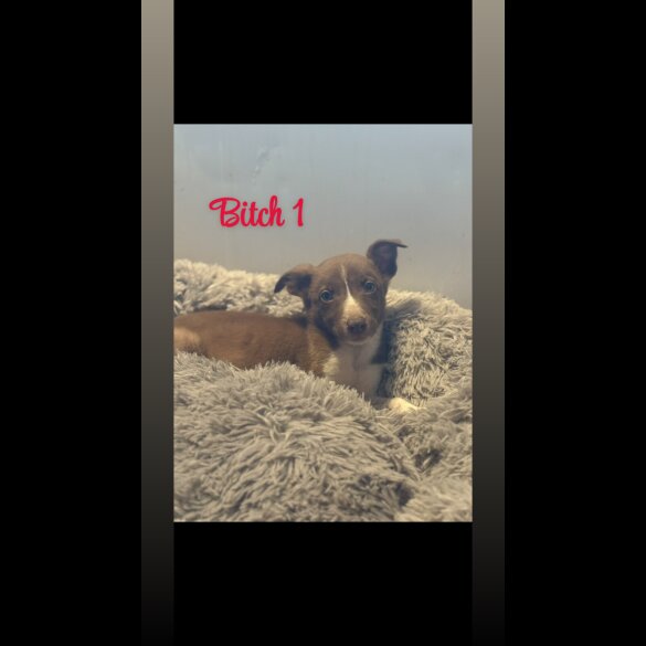 Border Collie - Both