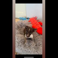Border Collie - Both